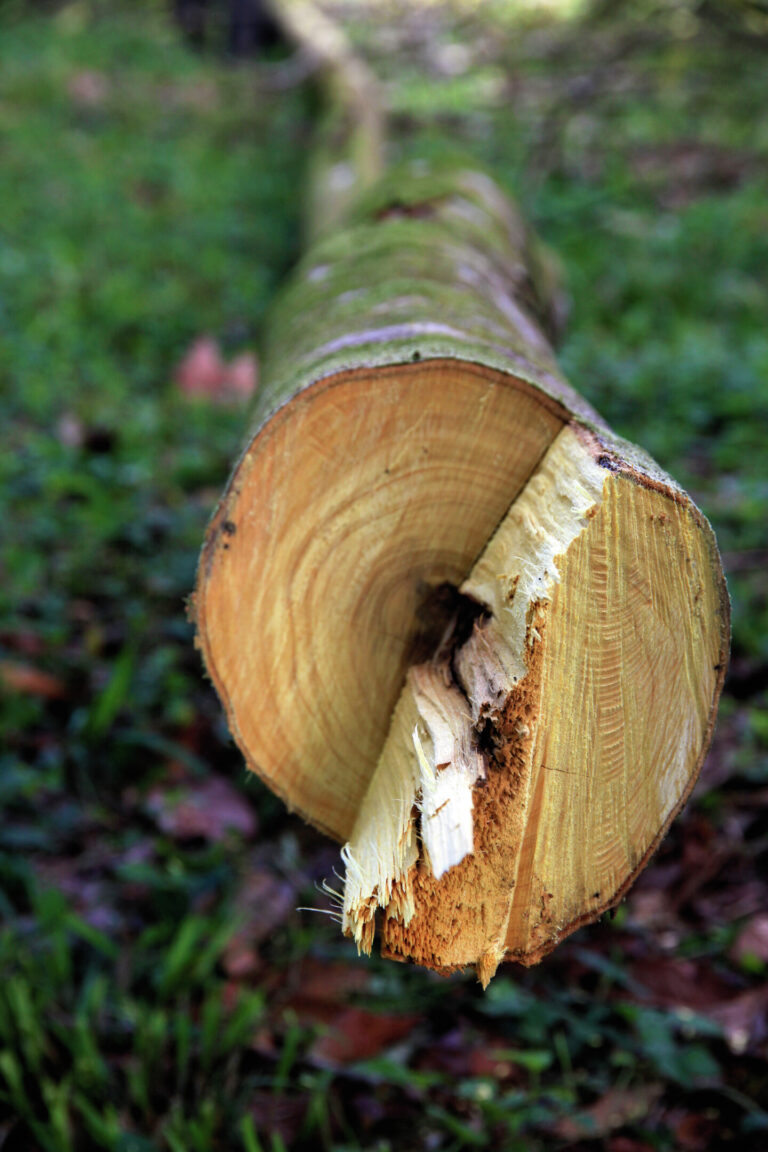 Bois de rose de Guyane