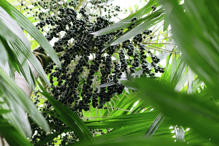 Sabrina François Vincent L'or noir de guyane le wassai