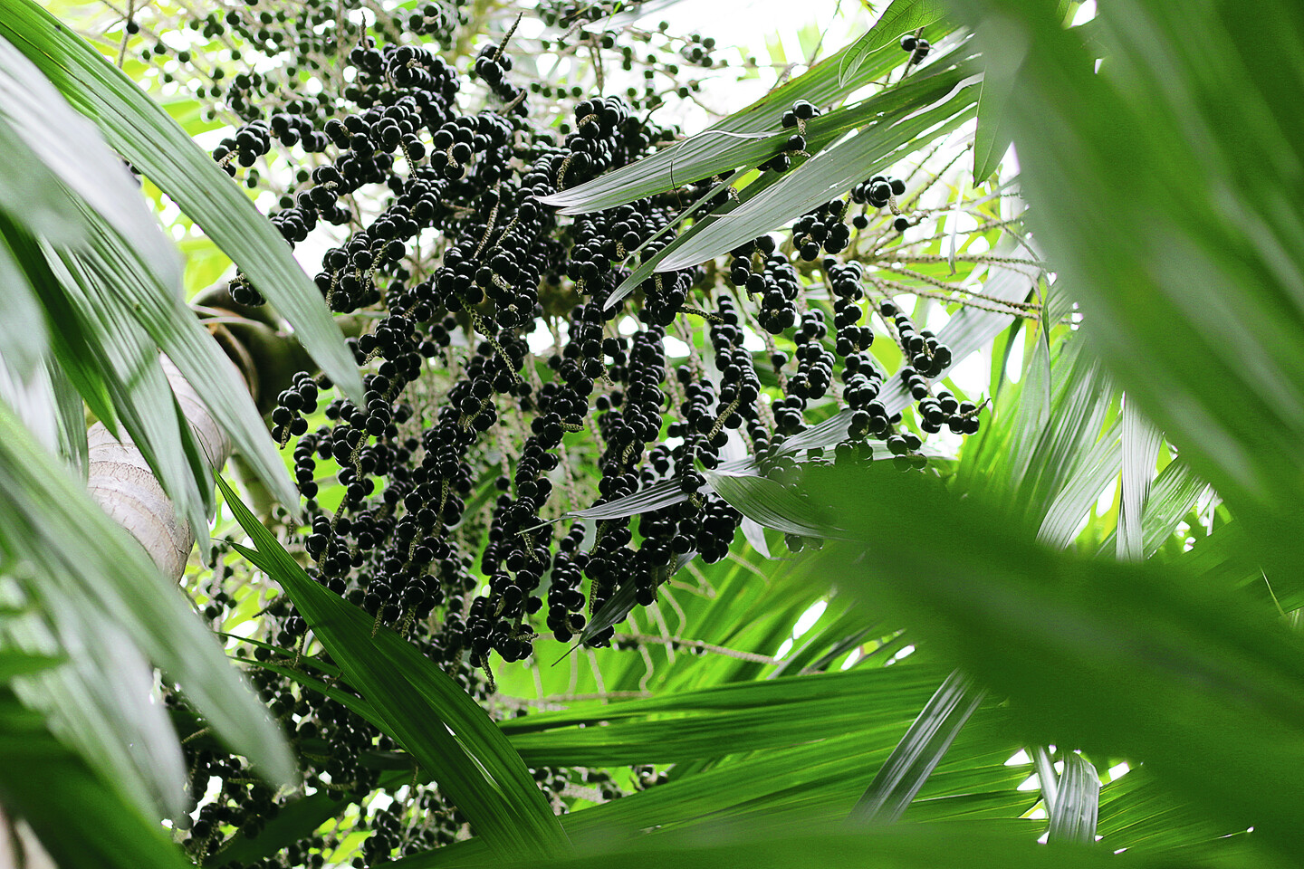 Sabrina François Vincent L'or noir de guyane le wassai