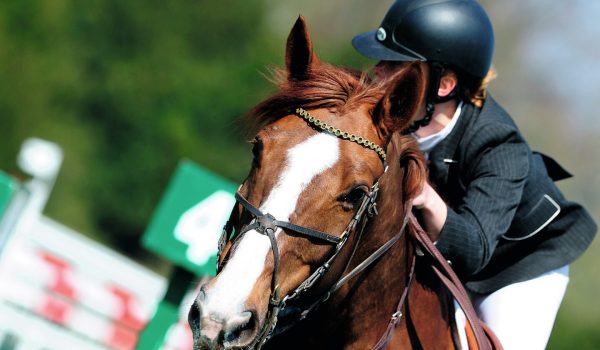 EN MARTINIQUE, le cheval fait son show