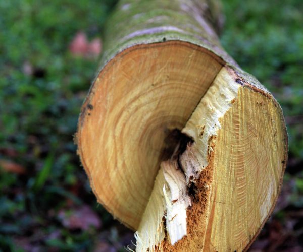 Bois de rose de Guyane